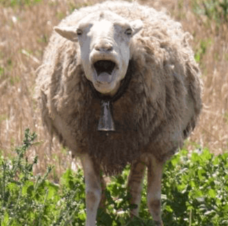 A sheep in the field 